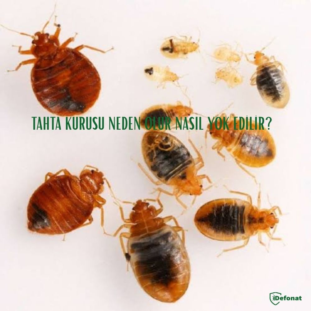Tahta Kurusu Neden Olur Nasıl Yok Edilir?