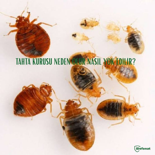 Tahta Kurusu Neden Olur Nasıl Yok Edilir?
